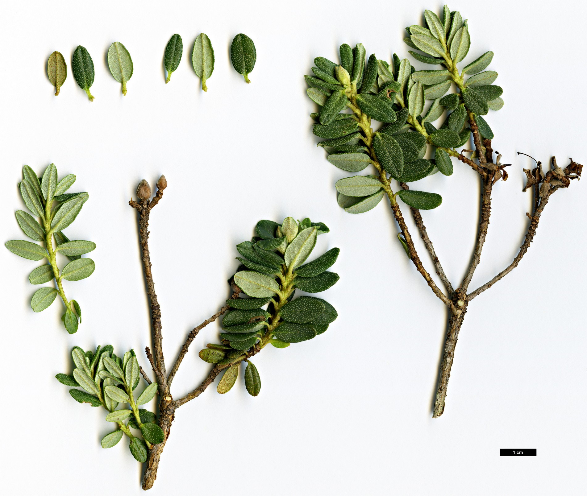 High resolution image: Family: Ericaceae - Genus: Rhododendron - Taxon: telmateium 